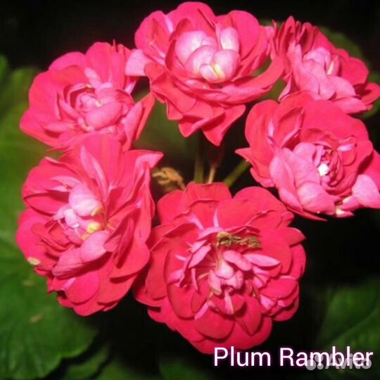 Пеларгония