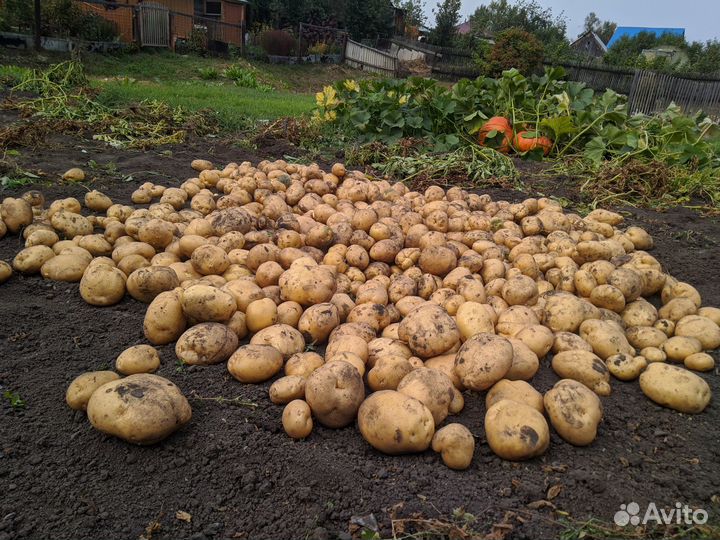 Продам картофель