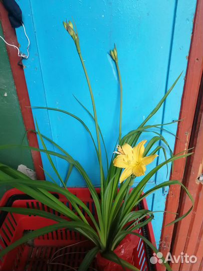 Лилейники, Лилии