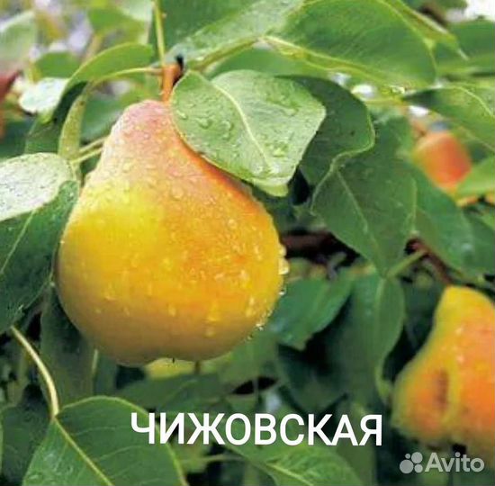 Саженцы груши