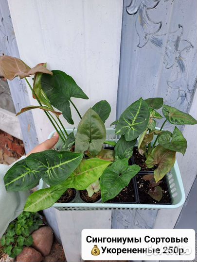 Сингониумы, 36 сортов