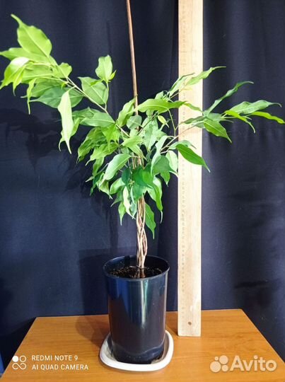 Фикус бенджамина