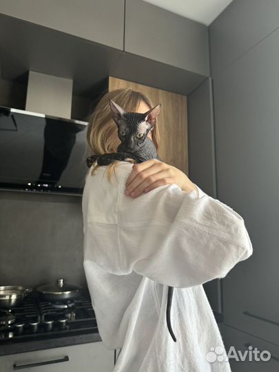 Канадский сфинкс котенок девочка