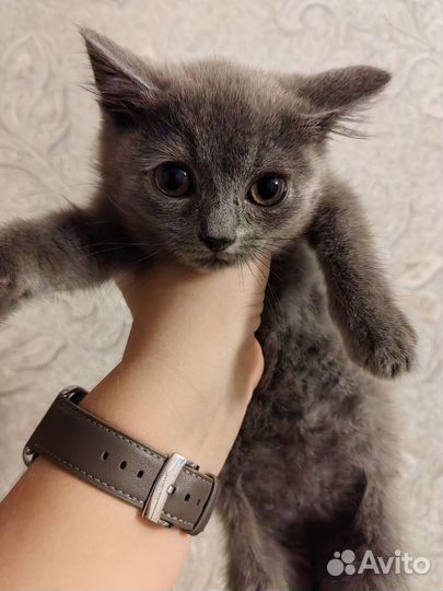 Отдадим котят - девочек