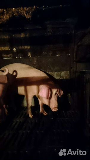 Мясо свинина домашняя