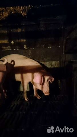 Мясо свинина домашняя