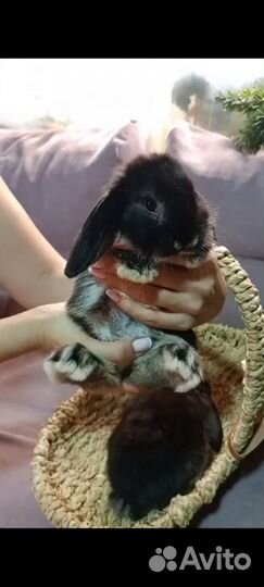 Кролики карликовые