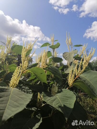 Рассада многолетних цветов