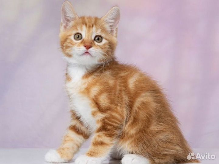 Курильский бобтейл