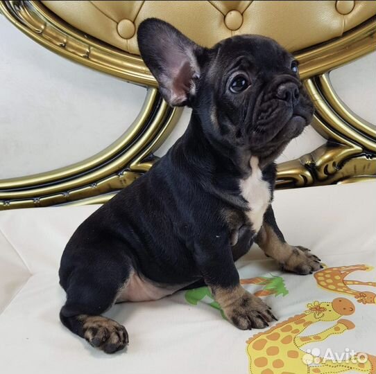 Чёрная жемчужина