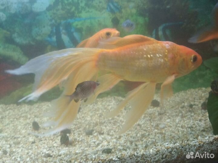 Рыба Золотая Комета