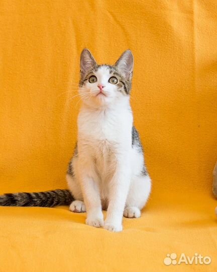 Котенок Сона