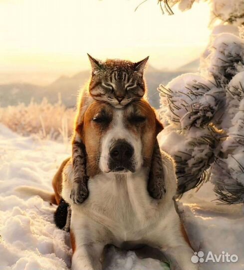 Ветеринарный врач на дом