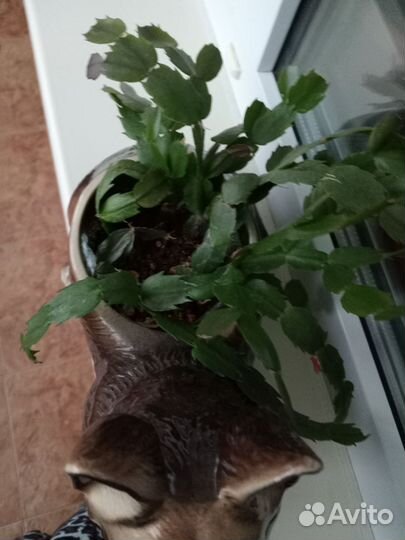 Кашпо для цветов