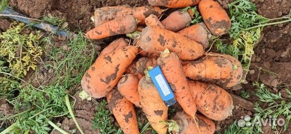 Морковь оптом