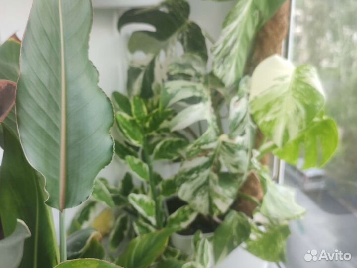 Монстера альба вариегатная