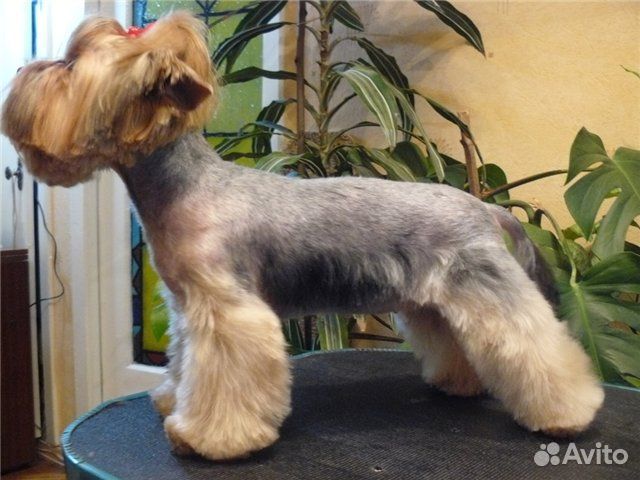 Стрижка вашего питомца с выездом на дом