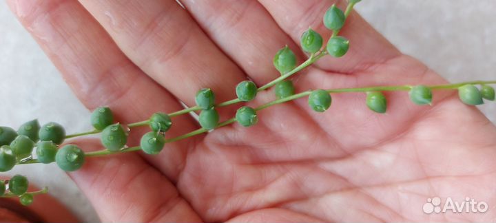 Крестовник роули