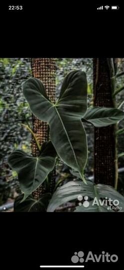 Филодендрон люпинум