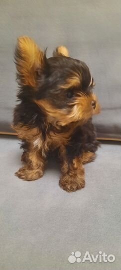 Йоркширский терьер