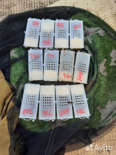 Пчелосемьи карника F1 2023г