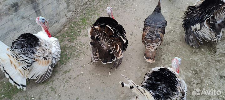 Индюки индюшата