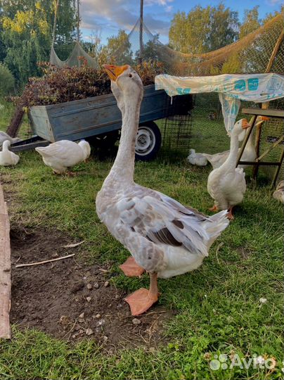 Холмогорские гуси, линда