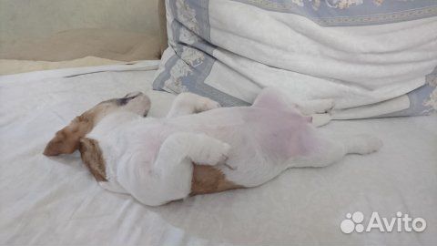 Передержка собак мелких пород