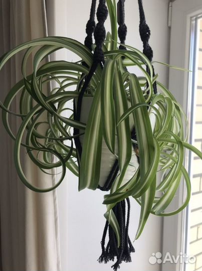 Хлорофитум кудрявый