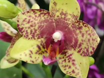 Орхидея фаленопсис Grosseto (Дикий Камень)