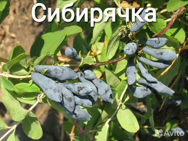 Жимолость крупноплодная