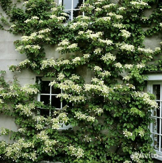 Гортензия черешковая