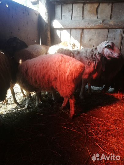 Баран на племя