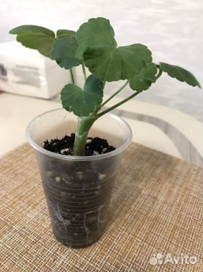 Пеларгония сортовая персиковая махровая