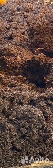 Перегной Коровий, Навоз