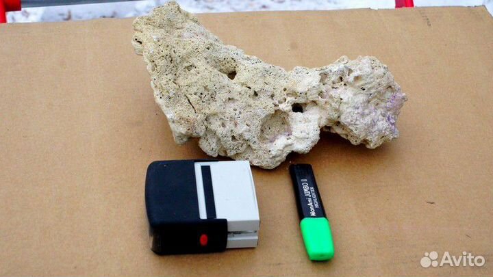 Кораллы в аквариум