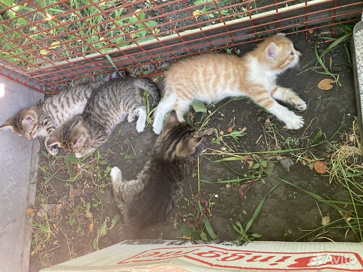 Котята в добрые руки