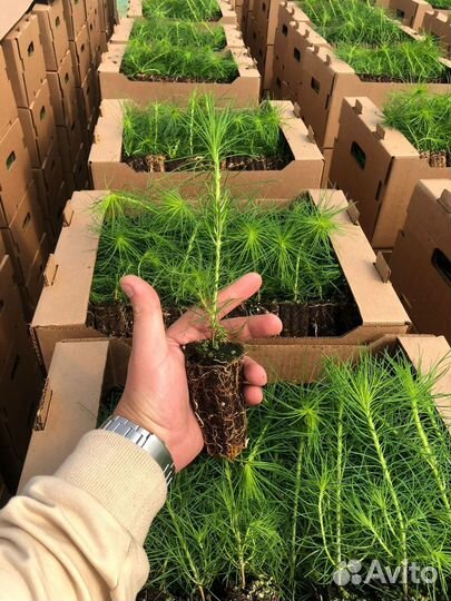 Сеянцы ели европейской зкс от производителя