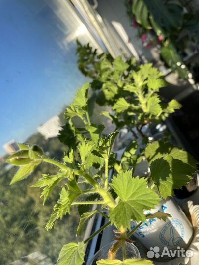 Королевская пеларгония