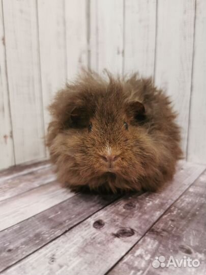 Морская свинка альпака