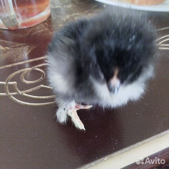 Цыплята подрощенные доминанты 18 мая 1 месяц