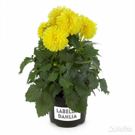 Георгины на черенкование в зиму раздаю