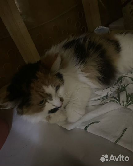 Кошку сдали в приют