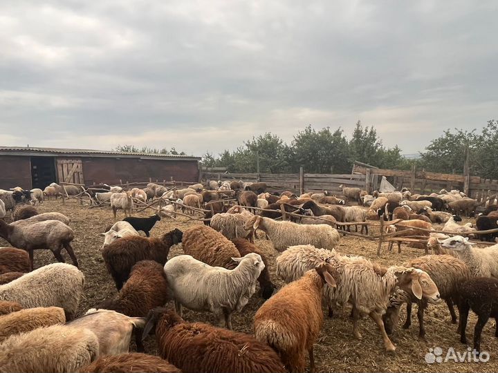 Овцы бараны