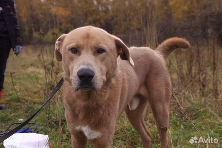 Роскошный пес в дар