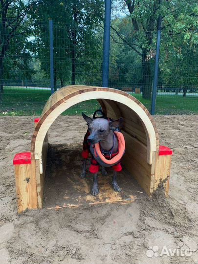 Вязка,случка ксоло Xolo ксолоитскуинтли