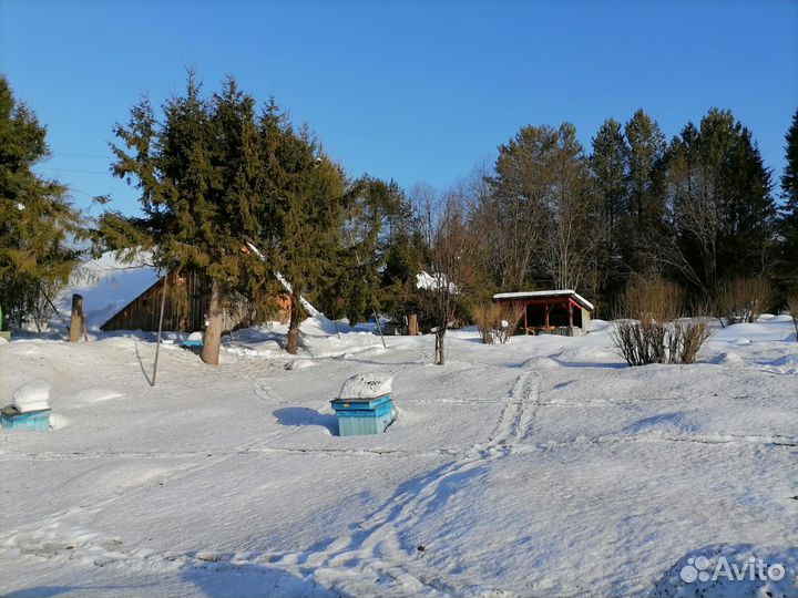 Пчелосемьи и пчелопакеты