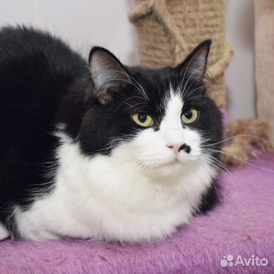 Кошка в добрые руки