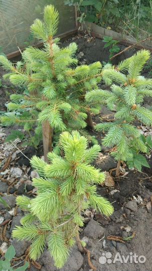 Голубая ель (саженцы)