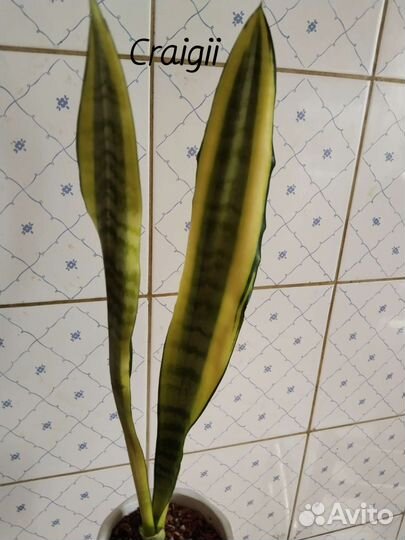 Сансевиерия сортовая,добавлены новые сансы